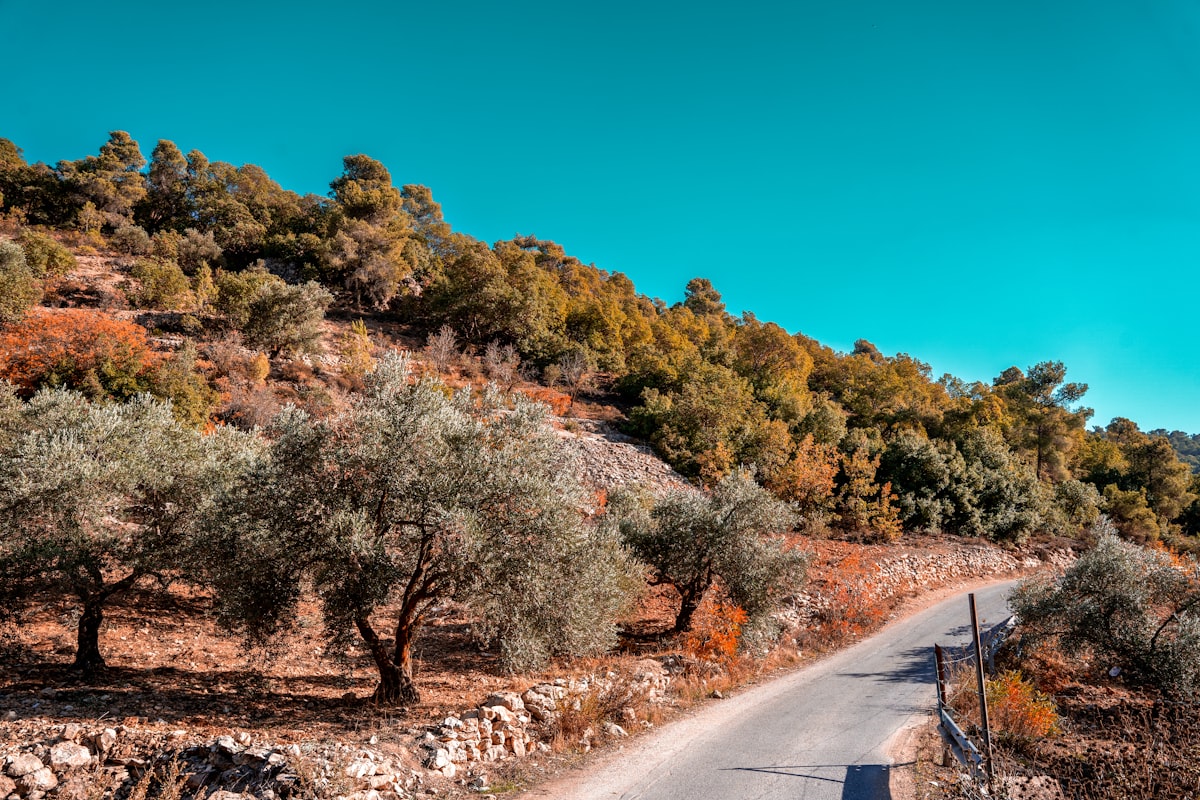 Narrow road winding through olive and oak trees on a hillside in northern Jordan, Ajloun area