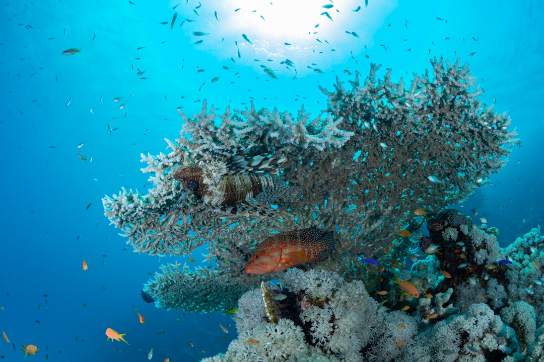 Vibrant Red Sea coral reef with a lionfish resting on branching coral and tropical fish swimming in electric-blue water
