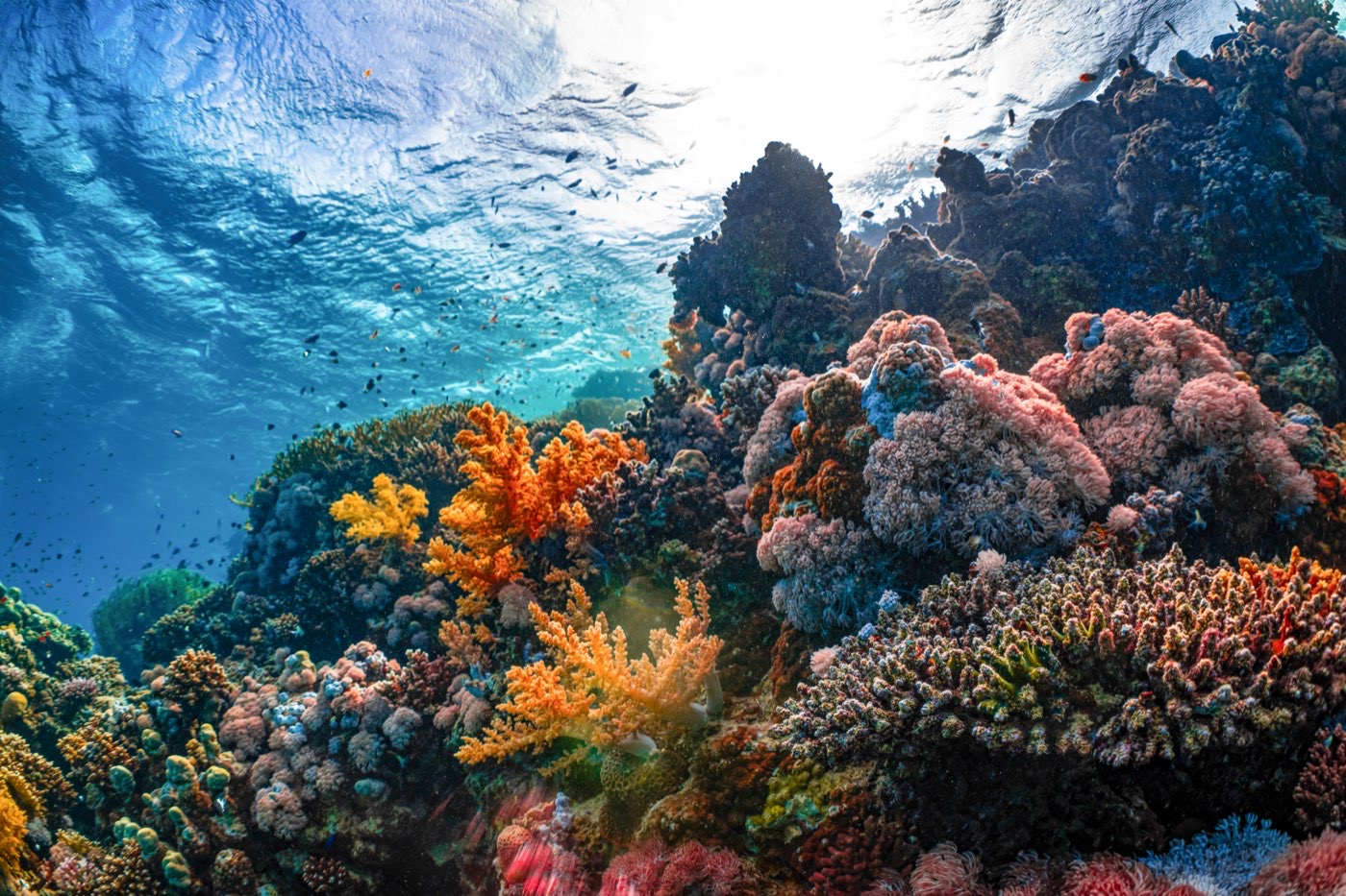 Vibrant coral reef teeming with marine life underwater in the Red Sea at Aqaba, Jordan