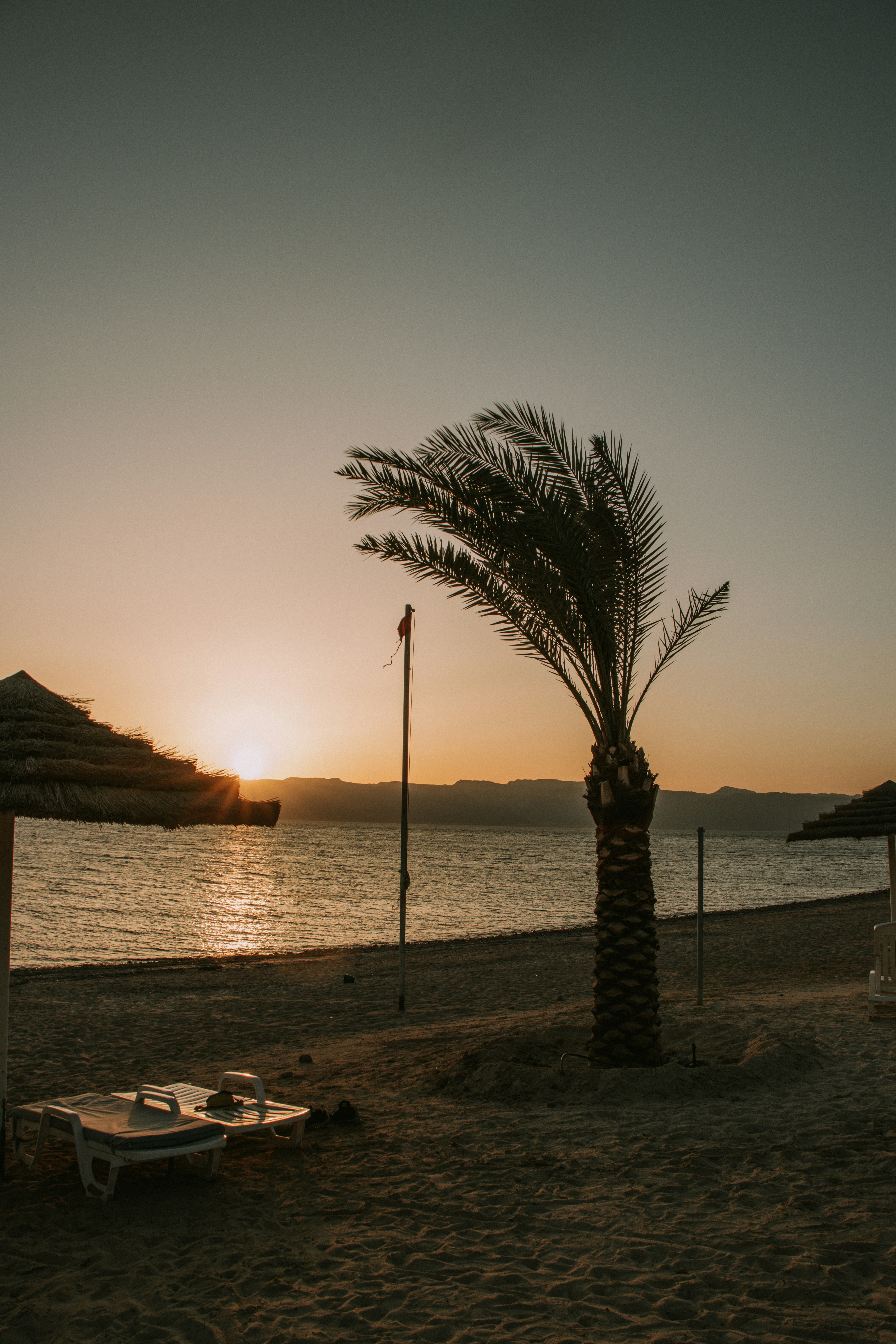 Palm tree on Aqaba beach at sunset with the Red Sea and mountains in the background