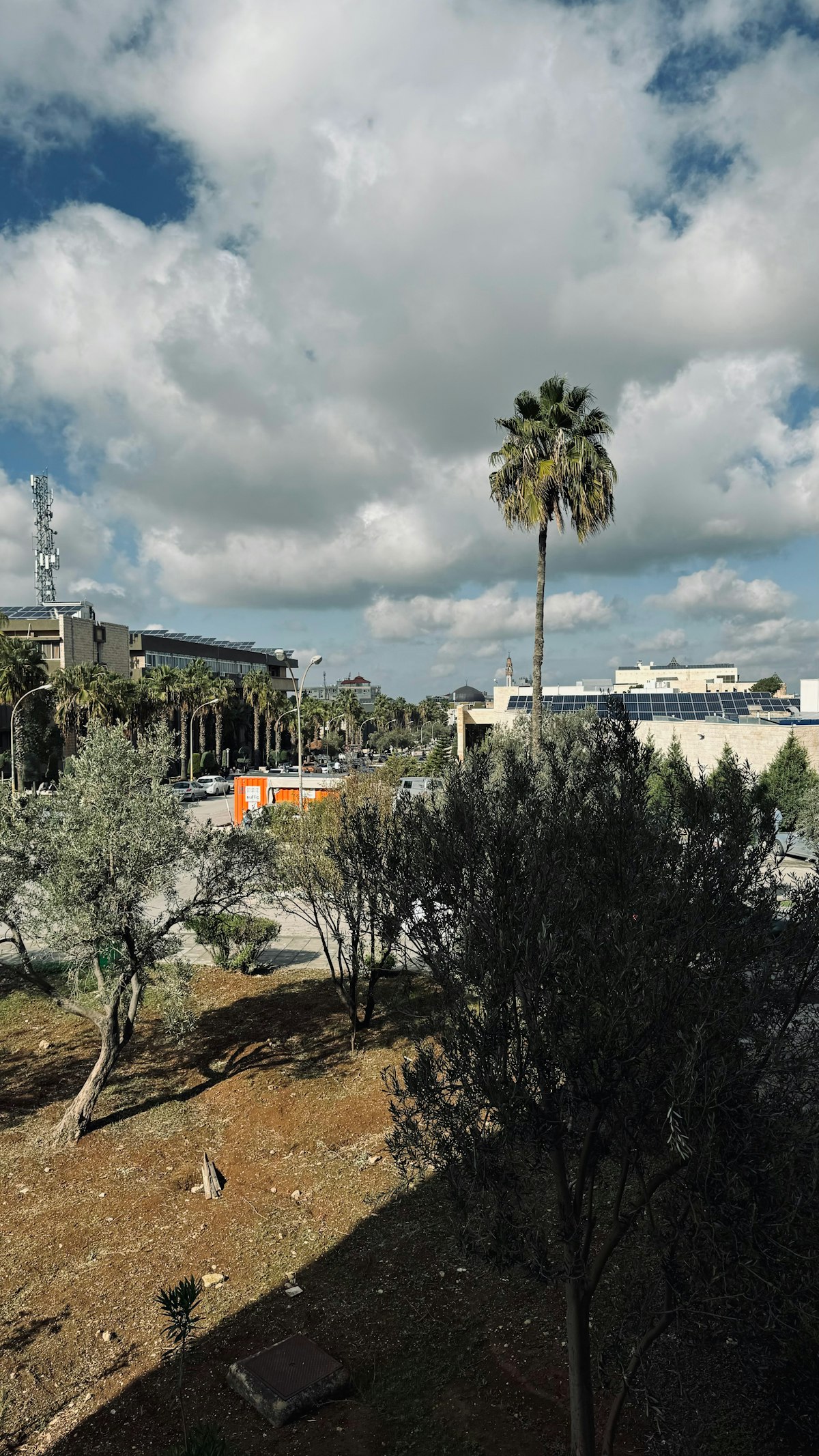 Urban view of Irbid city with palm tree, olive trees, and low-rise buildings under a cloudy sky, northern Jordan