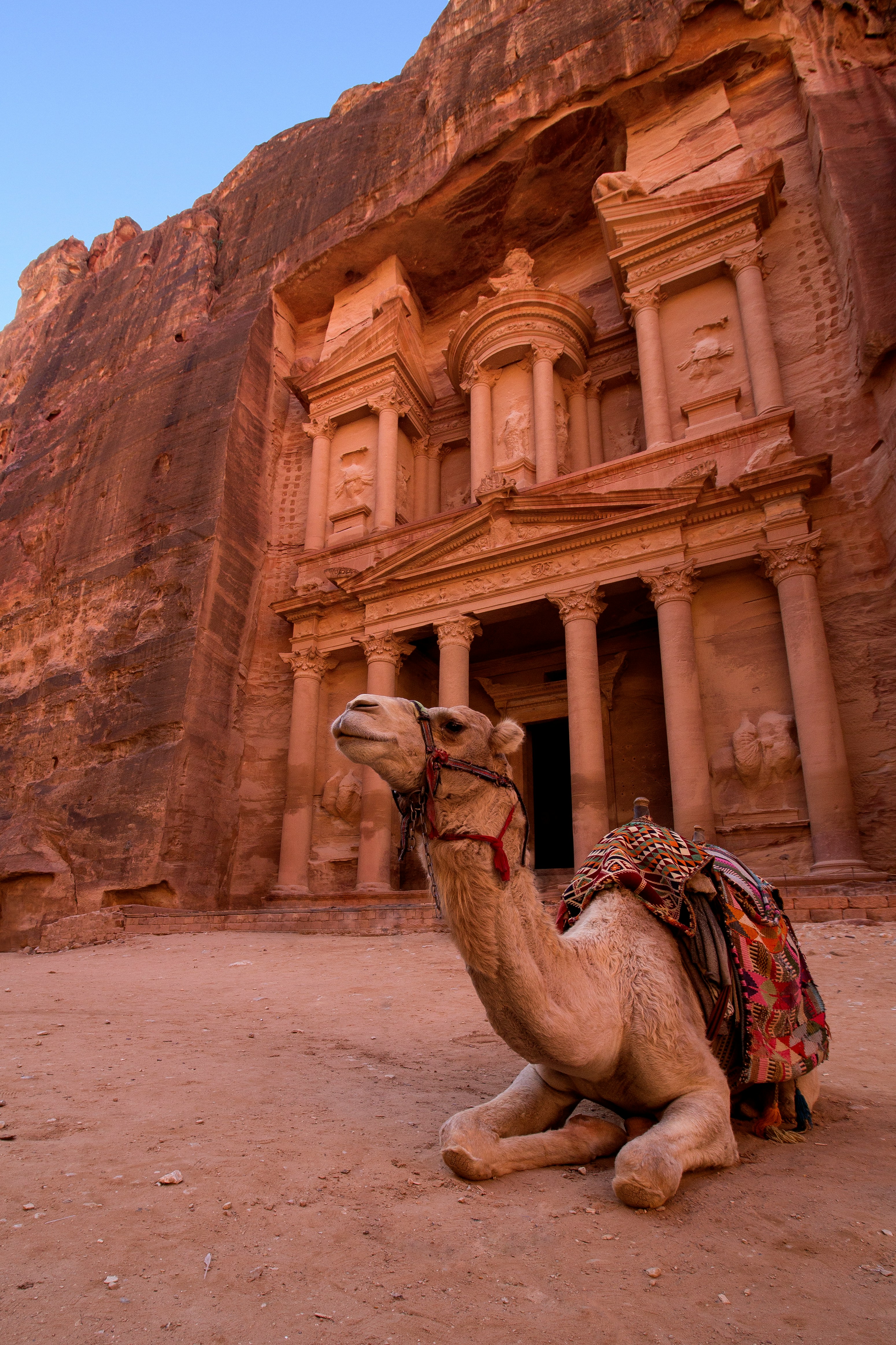 A camel resting in front of the Petra Treasury carved into the sandstone cliffs at Wadi Musa, Jordan