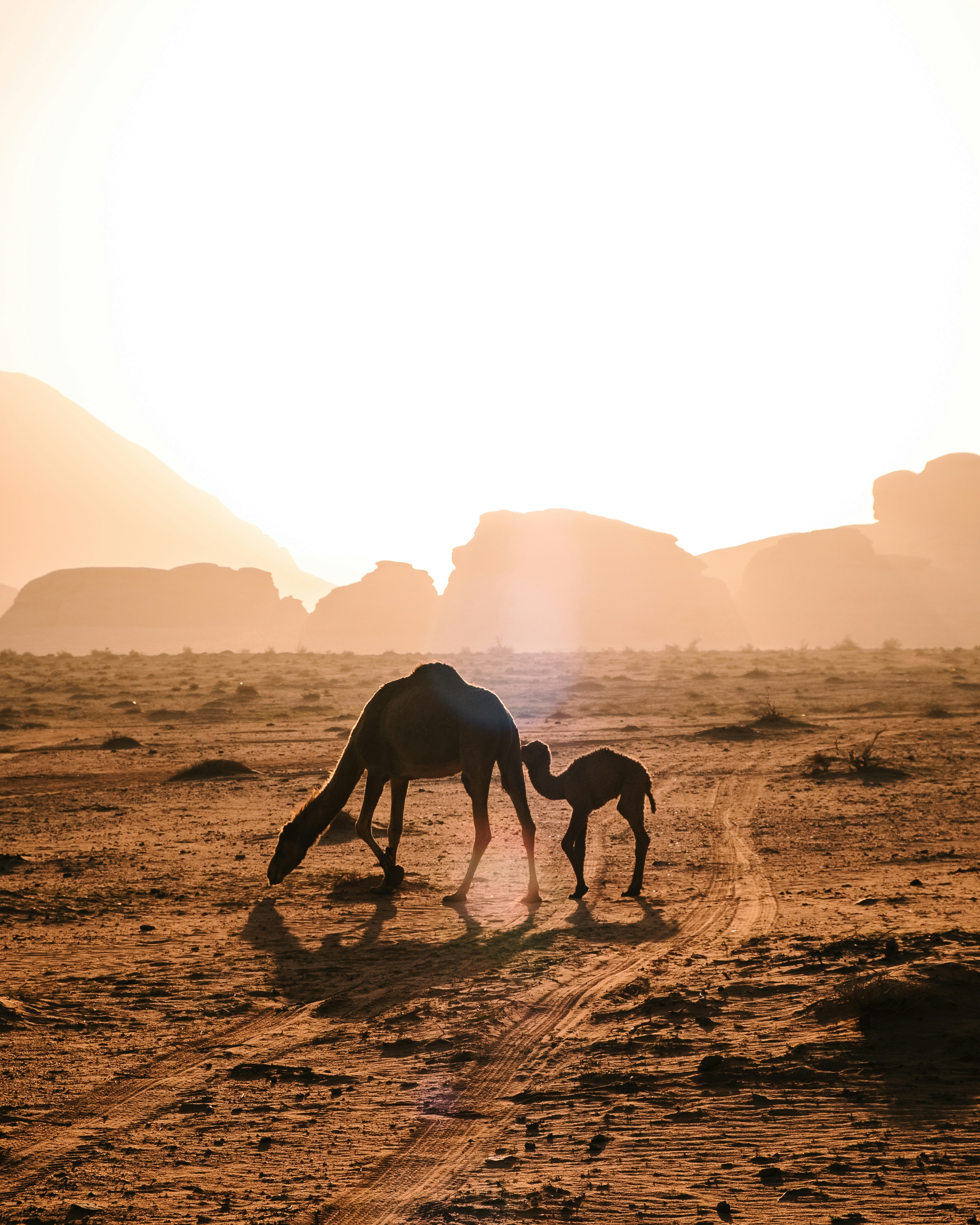 Camels resting beside a traditional Bedouin desert camp in Wadi Rum, Jordan